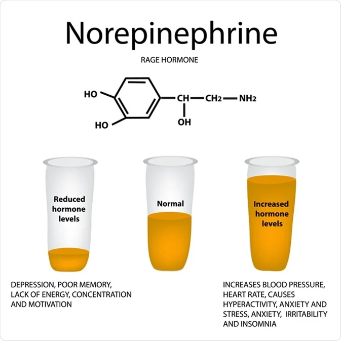 Norepinephrine, also known as noradrenaline, is a catecholamine neurotransmitter and hormone produced primarily by the adrenal glands and sympathetic nerve endings.