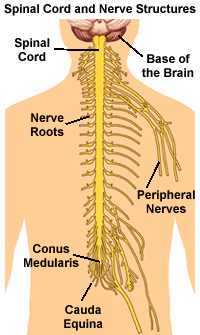 The spinal cord and nerve roots are critical components of the central nervous system, responsible for transmitting signals between the brain and the rest of the body. Understanding their anatomy and function is essential for diagnosing and treating various neurological and musculoskeletal conditions.