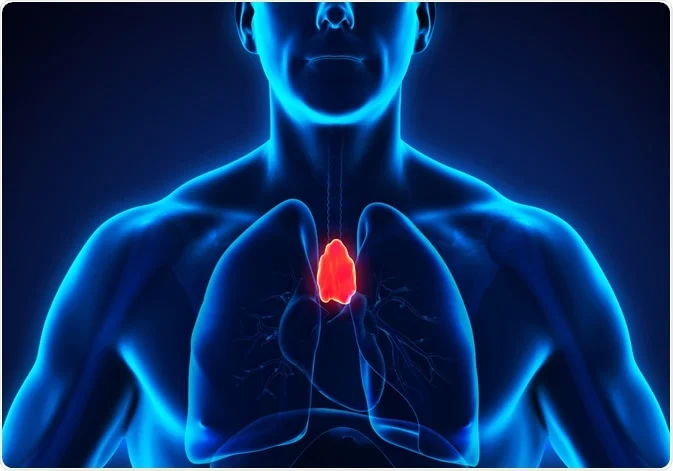 The thymus gland is a small, butterfly-shaped organ located in the upper chest, behind the sternum. It plays a crucial role in the development and maturation of T-lymphocytes (T-cells), which are essential components of the adaptive immune system. The thymus is most active during childhood and adolescence, gradually shrinking and becoming less functional with age.