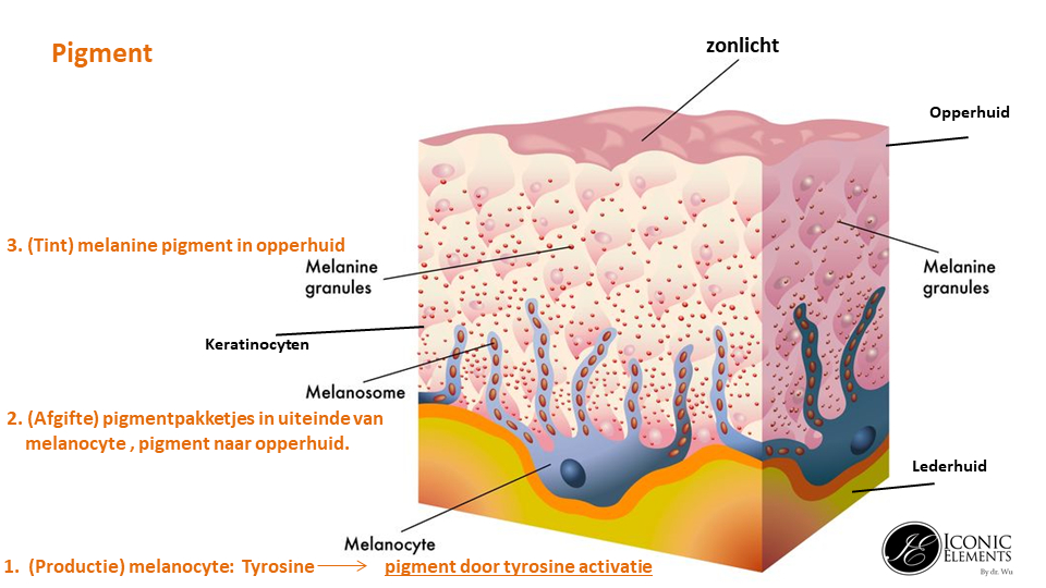 Melanocytes are specialized cells located primarily in the epidermis, the outermost layer of the skin. They are responsible for the production of melanin, the pigment that gives color to the skin, hair, and eyes. Melanocytes play a crucial role in protecting the skin from ultraviolet (UV) radiation by absorbing and dissipating harmful rays, thereby reducing the risk of DNA damage and skin cancer.