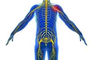 Nerve compression (NC) occurs when surrounding tissues, such as bones, cartilage, muscles, or tendons, exert excessive pressure on a nerve. This condition can lead to a variety of symptoms depending on the location and severity of the compression. Common sites of nerve compression include the spine, wrist (carpal tunnel syndrome), and elbow (cubital tunnel syndrome).