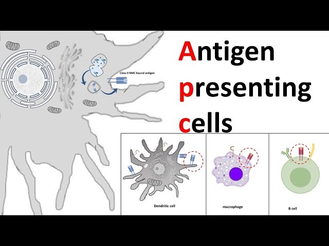 Antigen-presenting cells (APCs) are a critical component of the immune system, responsible for processing and presenting antigens to T-cells, thus initiating and regulating adaptive immune responses. The primary types of APCs include dendritic cells, macrophages, and B-cells, each playing unique roles in immune surveillance and activation.