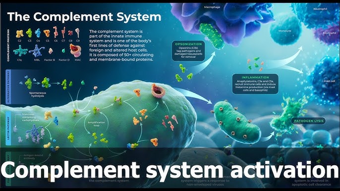 Complement system (CS) is a crucial component of the innate immune response, consisting of a series of proteins that work together to enhance the ability of antibodies and phagocytic cells to clear pathogens from an organism. It plays a vital role in immune surveillance, inflammation, and the elimination of pathogens, as well as in the modulation of adaptive immunity.