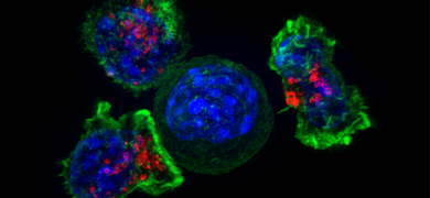 Cytotoxic T-cells (CTC), also known as cytotoxic T lymphocytes (CTLs) or CD8+ T-cells, are a vital component of the adaptive immune system. They play a crucial role in identifying and eliminating infected or cancerous cells. Their ability to directly kill target cells makes them essential for controlling viral infections and tumor surveillance.