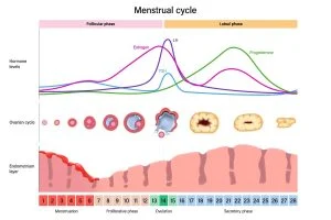 Hormones are chemical messengers produced by various glands in the body that regulate numerous physiological processes, including metabolism, growth, reproduction, and mood. Maintaining balanced hormone levels is crucial for overall health and well-being. Hormonal imbalances can lead to a variety of health issues, including metabolic disorders, reproductive problems, and mood disorders.