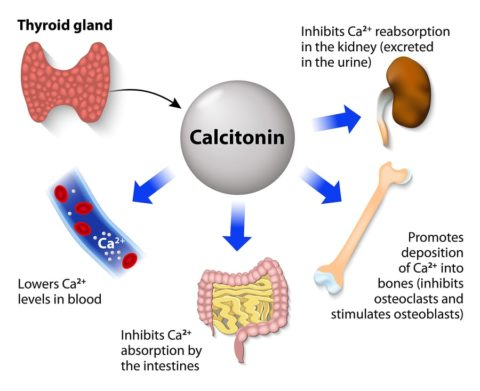 Calcitonin (CaT) is a peptide hormone produced by the parafollicular cells (C-cells) of the thyroid gland. It plays a crucial role in regulating calcium and phosphate levels in the blood, primarily by lowering blood calcium levels.