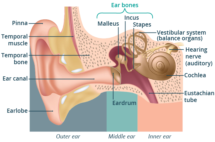 The inner ear (IE) is a complex structure located within the temporal bone of the skull, responsible for both hearing and balance. It consists of the cochlea, which is involved in auditory processing, and the vestibular system, which helps maintain equilibrium.