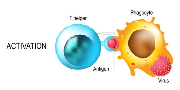 T-Helper Cells (THC), also known as CD4+ T cells, are a vital component of the adaptive immune system. They play a crucial role in orchestrating immune responses by activating and regulating other immune cells, including B cells, cytotoxic T cells, and macrophages. T-helper cells are characterized by the expression of the CD4 protein on their surface, which is essential for their interaction with antigen-presenting cells (APCs) displaying MHC class II molecules.