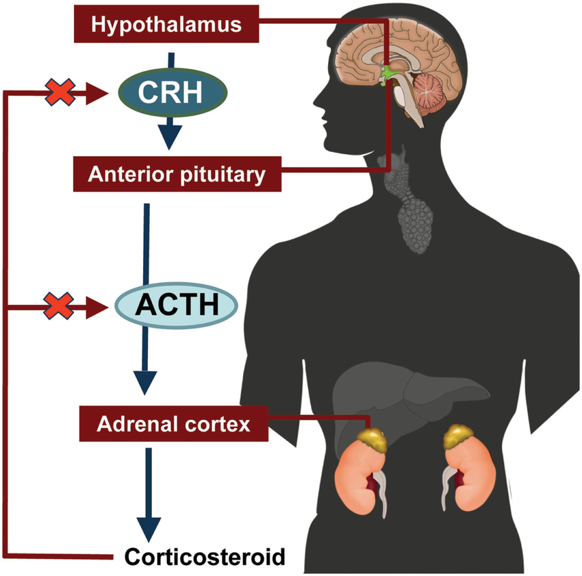 Adrenocorticotropic hormone (ACTH) is a peptide hormone produced by the anterior pituitary gland that stimulates the adrenal cortex to secrete cortisol, a crucial hormone involved in stress response, metabolism, and immune regulation. ACTH plays a central role in the hypothalamic-pituitary-adrenal (HPA) axis, ensuring homeostasis during physiological and pathological conditions.