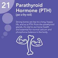 Parathyroid hormone (PTH), also known as parathormone, is a peptide hormone secreted by the parathyroid glands. It plays a critical role in regulating serum calcium levels in the blood, which is essential for various physiological functions, including muscle contraction, nerve transmission, and bone health.