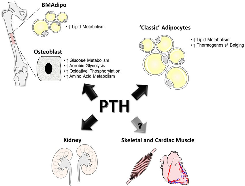 Parathyroid hormone (PTH), also known as parathormone, is a peptide hormone secreted by the parathyroid glands. It plays a critical role in regulating serum calcium levels in the blood, which is essential for various physiological functions, including muscle contraction, nerve transmission, and bone health.