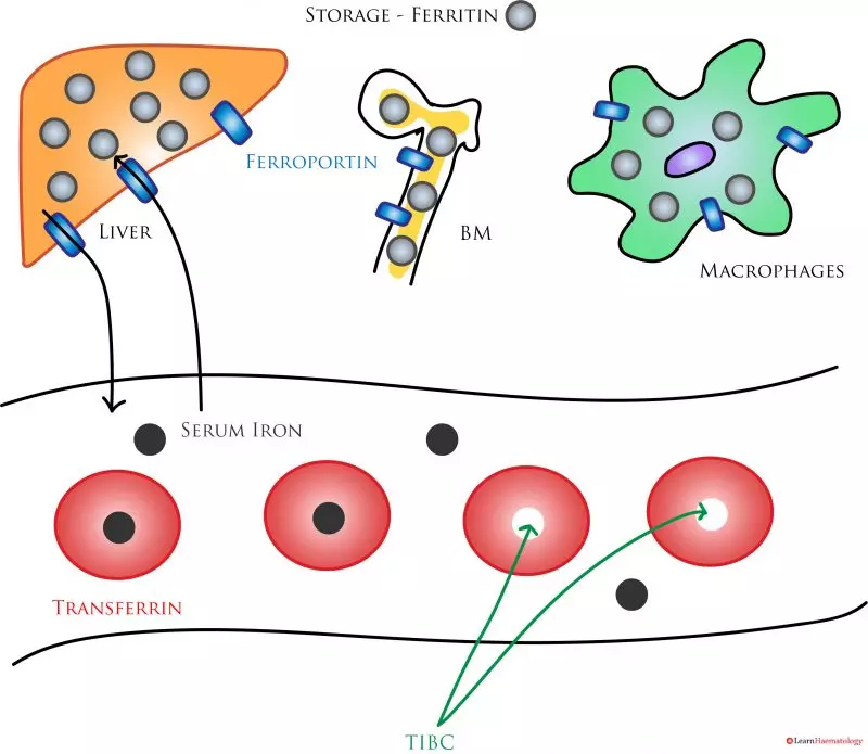 Iron studies, also known as iron panel tests or iron profiles, are a series of blood tests that assess the levels of iron in the body and how well it is transported and stored. These tests are crucial for diagnosing various types of anemia and understanding iron metabolism, helping to identify conditions related to iron deficiency or overload.