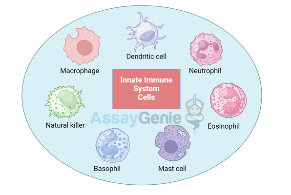 Innate immune responses are the body's first line of defense against pathogens and play a crucial role in maintaining homeostasis. Unlike adaptive immunity, which develops over time and involves specific recognition of pathogens, innate immunity provides immediate, non-specific responses to a wide range of infectious agents.