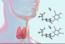 Thyroid-stimulating immunoglobulins (TSIs) are autoantibodies that play a crucial role in the pathogenesis of autoimmune thyroid diseases, particularly Graves' disease. These antibodies bind to the thyroid-stimulating hormone receptor (TSHR) on the thyroid gland, stimulating it to produce excess thyroid hormones independently of the normal feedback-regulated TSH stimulation.