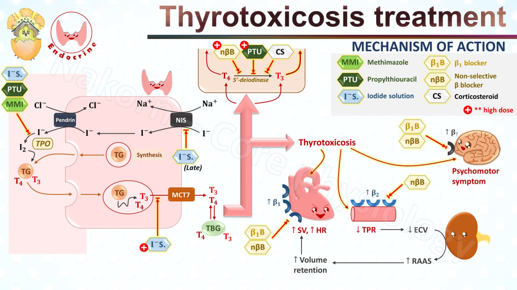 Levothyroxine (LVT), also known as L-thyroxine, is a synthetic form of the thyroid hormone thyroxine (T4). It is widely used to treat hypothyroidism, a condition where the thyroid gland does not produce sufficient thyroid hormones. Levothyroxine plays a crucial role in replacing the missing hormone, helping restore normal metabolic functions and alleviate symptoms associated with hypothyroidism.