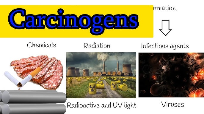 A carcinogen is any substance, organism, or agent capable of causing cancer. Carcinogens can be broadly categorized into chemical, physical, and biological agents. They work by interacting with a cell's DNA, leading to mutations that disrupt normal cellular processes, ultimately resulting in uncontrolled cell growth and tumor formation.