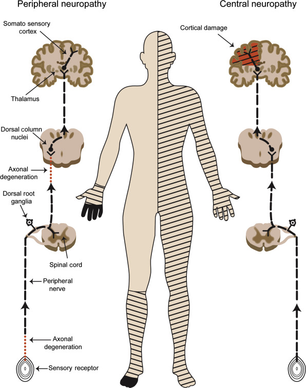 The brain's sensory function involves the complex process of receiving, processing, and interpreting sensory information from the environment. This process is essential for our interaction with the world around us, enabling us to perceive and respond to various stimuli.