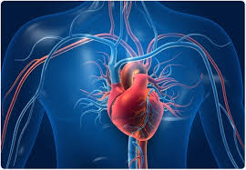 Cardiac function refers to the heart's ability to pump blood efficiently throughout the body. It is evaluated using various indices that assess both systolic and diastolic functions.