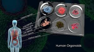 Organoids (OGS) are three-dimensional (3D) miniature structures that mimic the key functional, structural, and biological complexity of organs. They are derived from Cellular Therapy and Stem Cells and progenitor stem cells, which self-organize in culture to acquire in vivo-like organ complexity12.