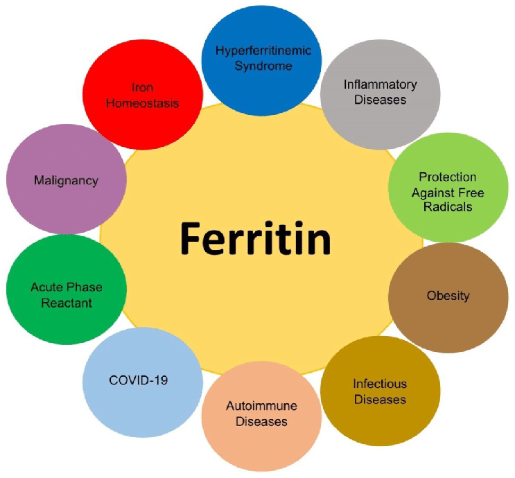 Ferritin is a protein that serves as the primary storage form of iron in the body. It is found in most tissues, with the highest concentrations in the liver, spleen, and bone marrow. Ferritin plays a crucial role in maintaining iron homeostasis by storing excess iron and releasing it when needed for various physiological functions, including the production of red blood cells.