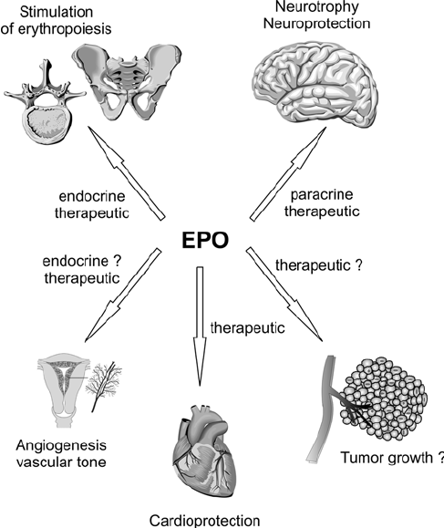 Erythropoietin (EPO) is a glycoprotein hormone primarily produced by the kidneys, with a smaller amount produced in the liver. It plays a crucial role in the regulation of red blood cell production (erythropoiesis) in the bone marrow. EPO is essential for maintaining adequate levels of oxygen-carrying red blood cells in the bloodstream.