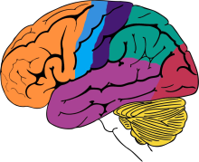 The brain is the central organ of the nervous system, housed within the protective structure of the skull. It is responsible for processing sensory information, regulating bodily functions, and facilitating cognitive abilities such as thought, memory, and emotion. The brain is composed of various specialized regions that work together to control both voluntary and involuntary actions.