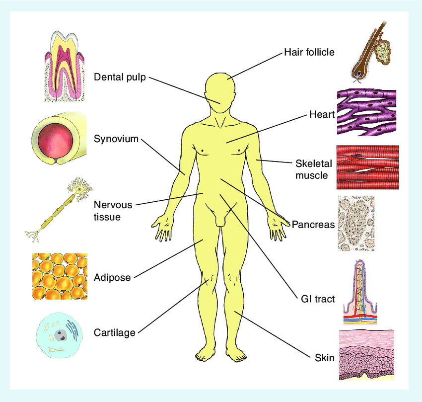 Cell populations in cellular therapy refer to the distinct groups of cells that are utilized for therapeutic purposes, particularly in regenerative medicine. These populations can include various types of stem cells, progenitor cells, and differentiated cells that are engineered or harvested for the treatment of diseases and injuries. The choice of cell population is crucial as it influences the efficacy and safety of the therapy.