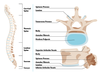 The spine, also known as the vertebral column, is a complex structure that plays a crucial role in supporting the body, protecting the spinal cord, and enabling movement. It consists of 33 individual bones called vertebrae, which are divided into distinct regions. Understanding the anatomy and function of the spine is essential for recognizing its importance in overall health.