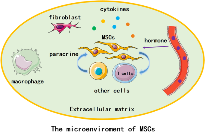 DrStemCellsThailand's special treatment protocols of Cellular Therapy and Stem Cells are shown to improve the microenvironment of major organs which is crucial for effective cellular therapy and stem cell treatments. The microenvironment refers to the complex network of cells, tissues, and molecules surrounding an organ or tissue that influences its function and response to therapies.