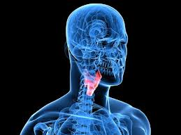 The thyroid gland is a vital endocrine organ located in the front of the neck, shaped like a butterfly. It plays a crucial role in regulating various bodily functions by producing hormones that influence metabolism, energy levels, and overall health.