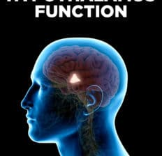 The hypothalamus (HPT) is a small but vital region of the brain located below the thalamus, playing a crucial role in maintaining homeostasis within the body. It integrates various physiological processes, influencing everything from temperature regulation to hunger and thirst, and serves as a key link between the nervous system and the endocrine system.