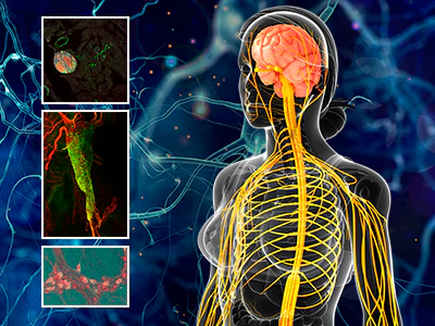 The autonomic nervous system (ANS) is a crucial component of the peripheral nervous system that regulates involuntary bodily functions. It operates largely unconsciously, controlling essential processes such as heart rate, digestion, respiratory rate, and the functioning of glands. Understanding the structure and function of the ANS is essential for recognizing its role in maintaining homeostasis and responding to stress.