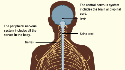 The peripheral nervous system (PNS) is a critical component of the overall nervous system, encompassing all the nerves that branch out from the brain and spinal cord (central nervous system, CNS). It serves as a communication network that connects the CNS to the rest of the body, allowing for the transmission of sensory information and motor commands.