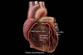 Coronary arteries are vital blood vessels responsible for supplying oxygenated blood to the heart muscle, enabling it to function properly and pump blood throughout the body. The two main coronary arteries are the left and right coronary arteries, which branch off from the aorta.