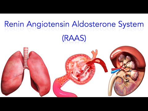 The Renin-Angiotensin System(RAS), also known as the Renin-Angiotensin-Aldosterone System (RAAS), is a complex hormonal system that plays a crucial role in regulating blood pressure, fluid balance, and electrolyte homeostasis. It involves a cascade of enzymatic reactions that ultimately lead to the production of angiotensin II, a potent vasoconstrictor.