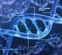 DNA Methylation (DNM) is a fundamental epigenetic mechanism that regulates gene expression without altering the underlying DNA sequence1378. It involves the addition of a methyl group (CH3) to a DNA molecule, typically to a cytosine base, forming 5-methylcytosine (5-mC)3. This process is crucial for various cellular functions, including genomic imprinting, genomic stability, and cellular differentiation3.