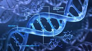 DNA Methylation (DNM) is a fundamental epigenetic mechanism that regulates gene expression without altering the underlying DNA sequence1378. It involves the addition of a methyl group (CH3) to a DNA molecule, typically to a cytosine base, forming 5-methylcytosine (5-mC)3. This process is crucial for various cellular functions, including genomic imprinting, genomic stability, and cellular differentiation3.