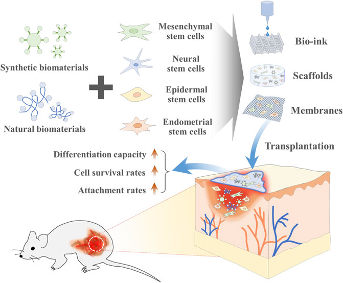 Cellular Therapy and Stem Cells, has emerged as a promising approach for treating various organ-related conditions. However, one of the major challenges in this field is ensuring the retention and survival of transplanted cells. This is crucial for maximizing therapeutic outcomes and tissue repair.