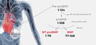 N-terminal pro-B-type natriuretic peptide (NT-proBNP) is a widely recognized biomarker used in the diagnosis and prognosis of heart failure and other cardiac conditions. It is secreted by the heart in response to increased wall stress, making it a valuable indicator of cardiac dysfunction.