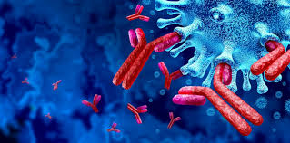 Immunoglobulins, also known as antibodies, are proteins produced by B cells that play a crucial role in the immune system. They are Y-shaped molecules composed of two heavy chains and two light chains, with variable regions that bind to specific antigens and constant regions that determine their effector functions.