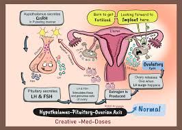 The Hypothalamic-Pituitary-Ovarian (HPO) Axis is a critical endocrine system that regulates female reproduction, including the menstrual cycle, ovulation, and fertility. It involves a complex, bidirectional communication network between the hypothalamus, pituitary gland, and ovaries, coordinating hormone secretion and reproductive function.