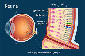 The retina (RTn) is a thin, light-sensitive layer of tissue lining the back of the eye. It serves as the primary sensory interface for vision, converting incoming light into neural signals that are transmitted to the brain via the optic nerve. The retina’s complex structure and microvascular network make it crucial not only for sight but also as a window into systemic and neurological health.