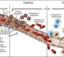 Vascular inflammation is a pathological process involving the activation and dysfunction of the blood vessel lining (endothelium), characterized by infiltration of inflammatory cells, release of cytokines, and oxidative stress. It plays a central role in the development and progression of atherosclerosis and cardiovascular diseases.