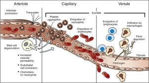 Vascular inflammation is a pathological process involving the activation and dysfunction of the blood vessel lining (endothelium), characterized by infiltration of inflammatory cells, release of cytokines, and oxidative stress. It plays a central role in the development and progression of atherosclerosis and cardiovascular diseases.