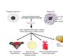 Thymosin β4 (Tβ4) is a 43-amino acid peptide with diverse roles in actin dynamics, tissue repair, and inflammation modulation. TMBA refers to synthetic or modified analogs designed to enhance or mimic Tβ4’s biological activities. Below is a structured overview of TMBA based on current research: