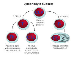 Lymphocyte Subsets (LSS) are a key type of white blood cell involved in immune responses. They are broadly classified into three main subsets based on their surface markers and functions:
