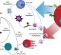 Cytokine profiling refers to the detection and quantification of multiple cytokines-small, soluble proteins that regulate immune and inflammatory responses-in biological samples. Profiling provides insights into immune status, disease mechanisms, and treatment responses by measuring the concentrations and patterns of cytokines.