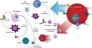 Cytokine profiling refers to the detection and quantification of multiple cytokines-small, soluble proteins that regulate immune and inflammatory responses-in biological samples. Profiling provides insights into immune status, disease mechanisms, and treatment responses by measuring the concentrations and patterns of cytokines.