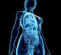 The enteric nervous system (ENS) is a vast network of neurons embedded in the lining of the gastrointestinal (GI) tract, stretching from the esophagus to the rectum. Often called the "second brain," the ENS is a major division of the autonomic nervous system and is uniquely capable of controlling digestive functions independently of the central nervous system (CNS)145.