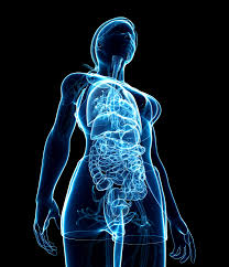 The enteric nervous system (ENS) is a vast network of neurons embedded in the lining of the gastrointestinal (GI) tract, stretching from the esophagus to the rectum. Often called the "second brain," the ENS is a major division of the autonomic nervous system and is uniquely capable of controlling digestive functions independently of the central nervous system (CNS)145.